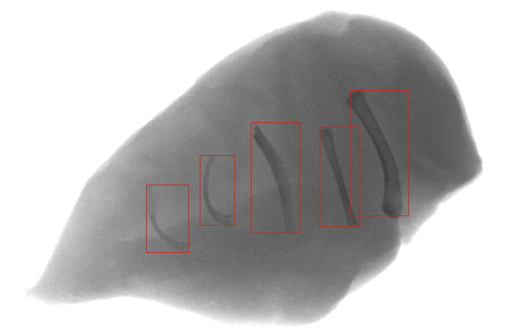 Sesotec img K I   X ray Bild Fleisch mit Knochen   mit Markierung