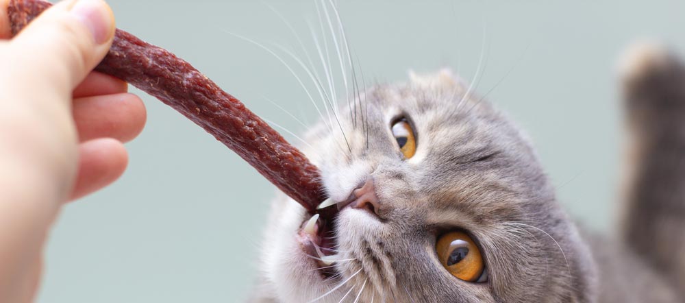 katzenfutter